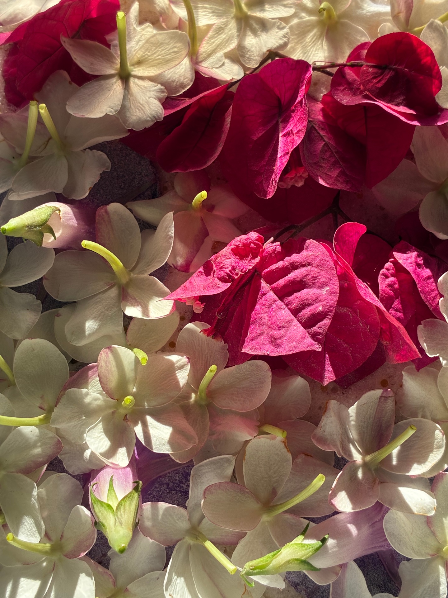 Composition des pétales de fleurs séchées avant coulée en résine